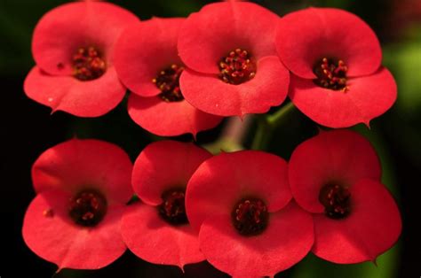 Best Indoor Plants With Red Flowers Gardening Tips And Tricks