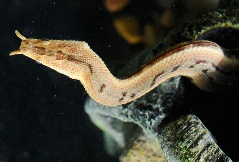 Most snake bites in the uk are not serious. Tentacled Snake Uses Odd Appendages to Sense Prey
