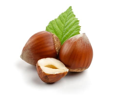 Could Hazelnuts Be An Answer For Wisconsin Farmers Mid West Farm Report