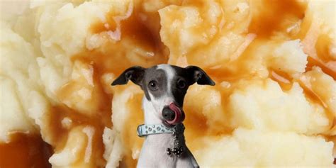 Can cats eat potato or tortilla chips? Can Dogs Eat Mashed Potatoes? Yes, but Here's the Thing...