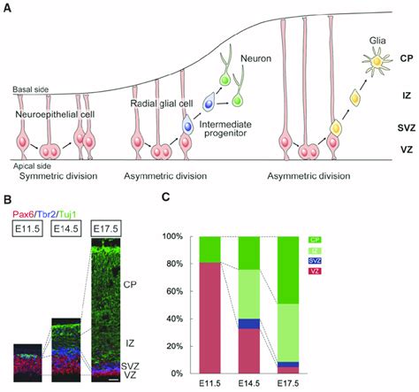 Neural Stem Cell Nsc Differentiation In The Embryonic Cortex A