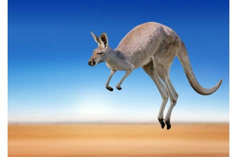 How And Why Do Kangaroos Hop Discover Wildlife