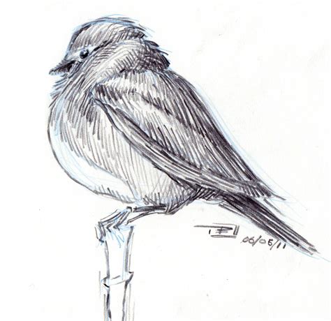 Niklas K Andersen: Bird sketches