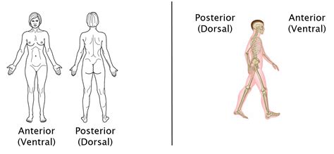 Anatomical Position Of The Body Anatomical Position Body Human