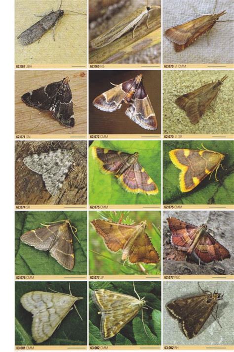 British Moths A Photographic Guide To The Moths Of Great Britain And
