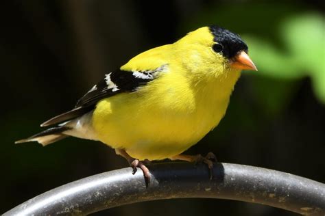 25 Birds With Yellow Bellies With Pictures Animal Hype