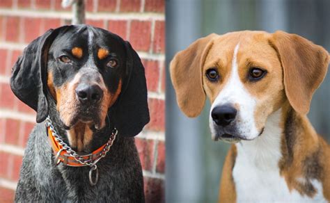 Bluetick Coonhound Harrier Dog Breed Info Pictures Traits And Facts