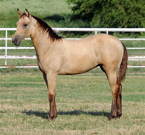 $1,800 buckskin paint quarter horse. Carol Rose Quarter Horses | Horses, Quarter horse ...