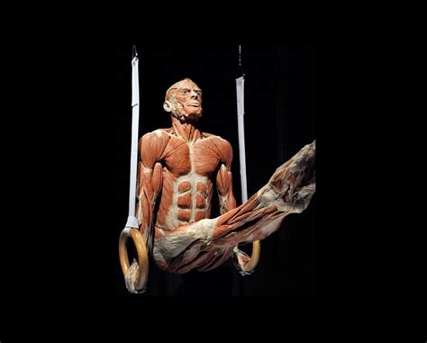 Body Worlds La Mostra Dei Corpi Umani Veri Rivive A Milano