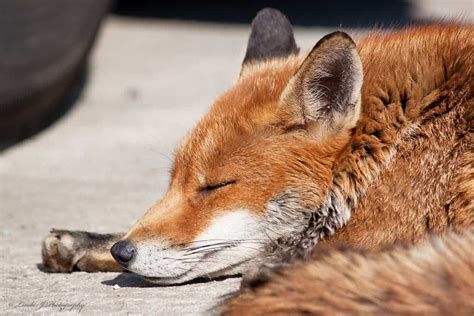 Foxy Genes Scientists Map Red Fox Genes Associated With Wild Or Tame