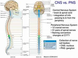Definition Of Somatic Nervous System Dopurban