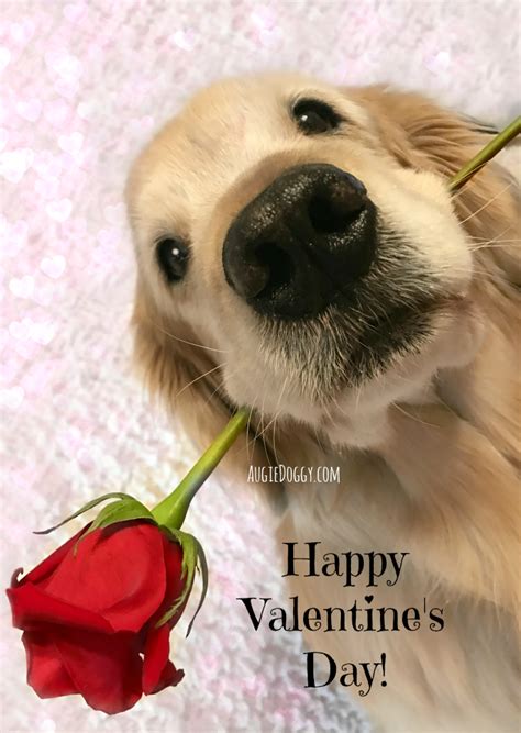 Happy Valentines Day Goldenretriever Happy Valentines Day Funny