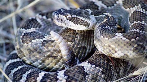 Rattlesnake Facts 8 Deadly Facts That Will Surprise You