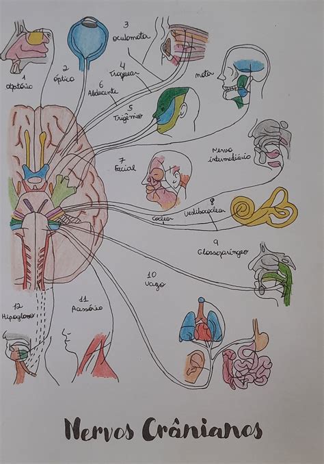 Nervos Cranianos Desenho Neuroanatomia E Neurofisiologia The Best