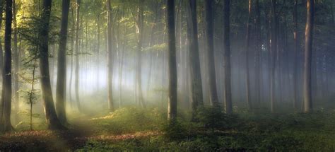 Morning Forest Shrubs Sunrise Trees Path Mist Leaves Green