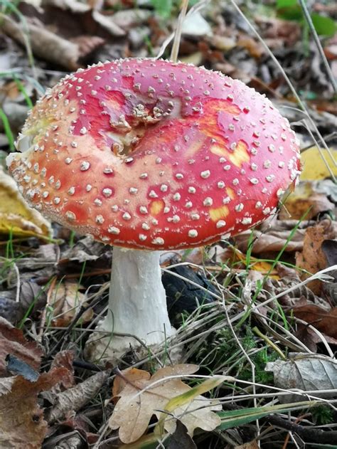 Fly Agaric - Amanita muscaria | Hongos