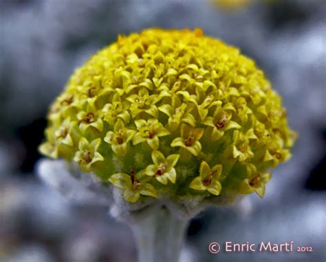 No images of otanthus maritimus are available. Asteraceae: Otanthus maritimus - Flores Silvestres del ...