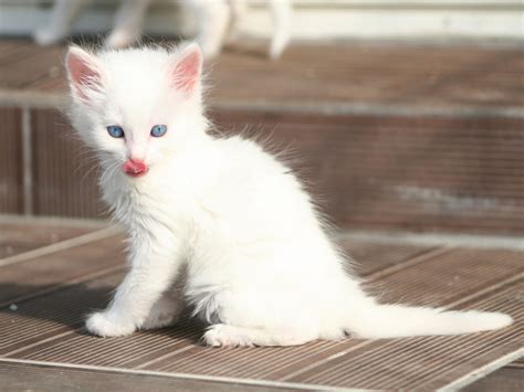 Shaggy Turkish Angora Kitten Wallpapers And Images Wallpapers