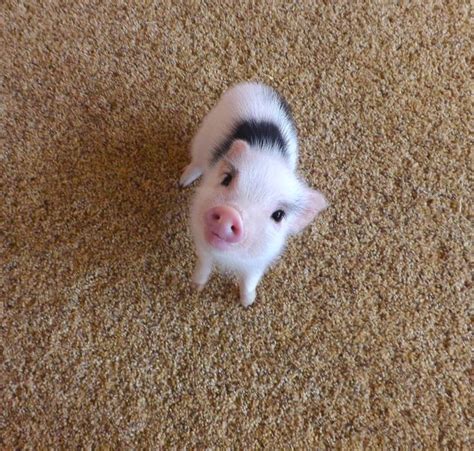 Pin By Tami T Crutcher On Pigs Cute Baby Pigs Cute Little Animals