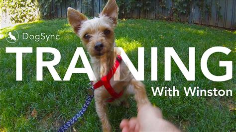 Maybe you would like to learn more about one of these? How to teach your dog to give paw - YouTube