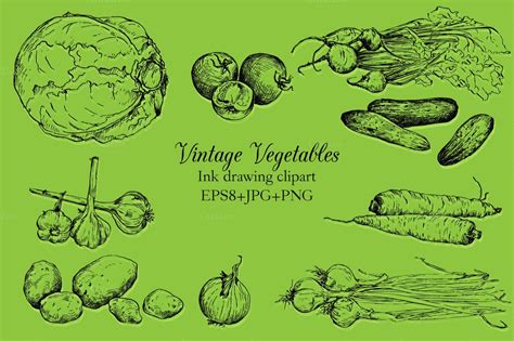 Vintage Vegetables By Catarchangel On Creative Market Ink Drawing