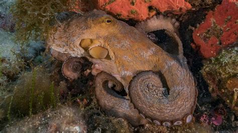 why are octopuses so smart the atlantic