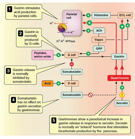 Kaplan Usmle Step 1 Prep Which Substance Will Confirm Diagnosis