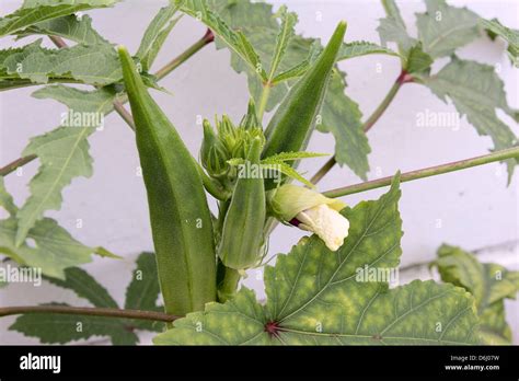 Okra Flowering Plant With Seed Pods And Flower Buds Stock Photo Alamy