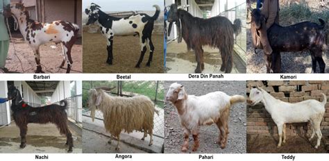 Representative Animals Of Eight Pakistani Goat Breeds