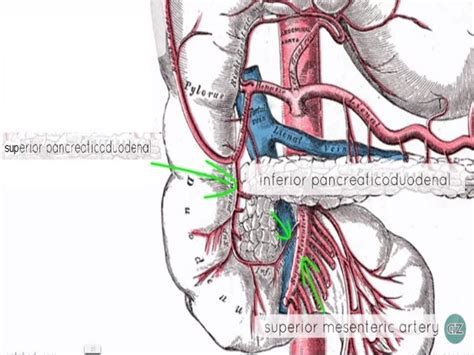 Anatomy Superior Mesenteric Artery
