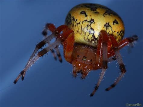 Marbled Orb Weaver Spider Araneus Marmoreus North American Insects