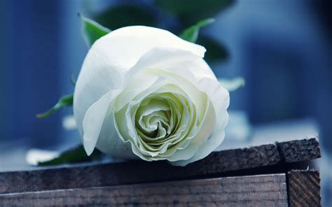 Beautiful White Rose Flower Macro Wallpaper De 8155