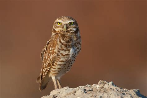 Burrowing Owl Prärieuggla Athene Cunicularia Daniel Pettersson