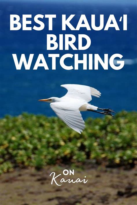 Best Kauaʻi Bird Watching Kauai Bird Watching National Wildlife Refuge