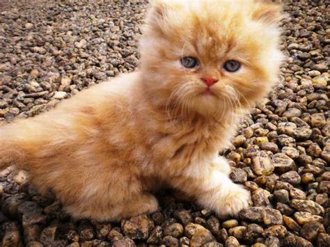 Lorane fort smith, ar 72901: Persian long hair kittens and adults FOR SALE ADOPTION ...