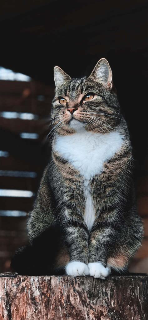 We did not find results for: Cat Phone Wallpapers June 2020 - Cat T-Shirt Store in 2020 | Cat phone wallpaper, Cute cat ...