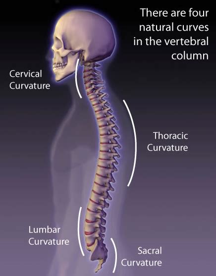 The 4 Natural Curves Of Your Spine