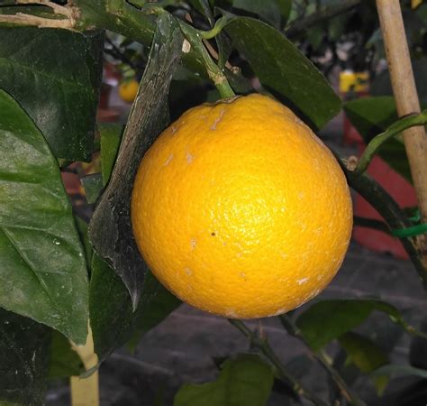 Oranger Buckeyed Citrus Sinensis Pg Pt Ø 4 Litres