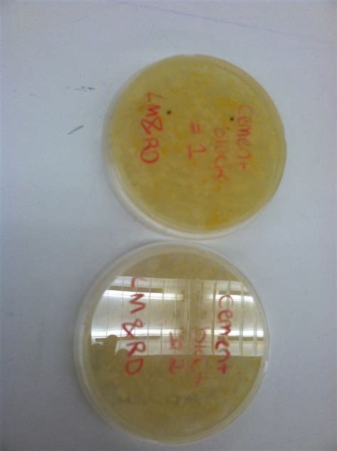 Rose And Lindseys Medical Microbiology Blog Examination Of Bacteria And