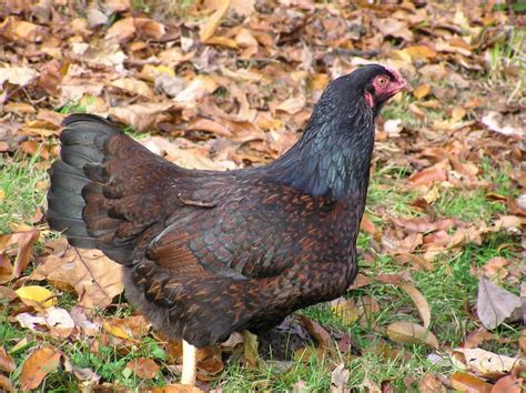 Game hen, also known as tenchi muyo! Cornish Game Hens, Grouse, Pheasant & Other Small Fowl | Cat's Kitchen
