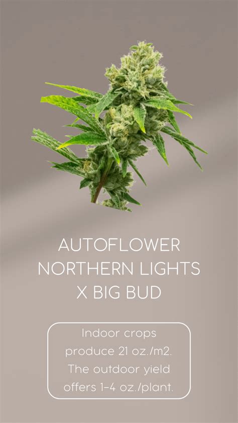 Top 10 Highest Yielding Autoflower Strains