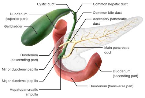 Gallbladder And Biliary Tract Anatomy Concise Medical Knowledge