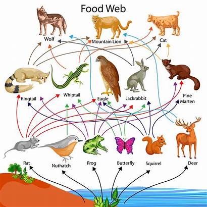 Biology Chain Clipart Diagram Ecosystem Level Chart