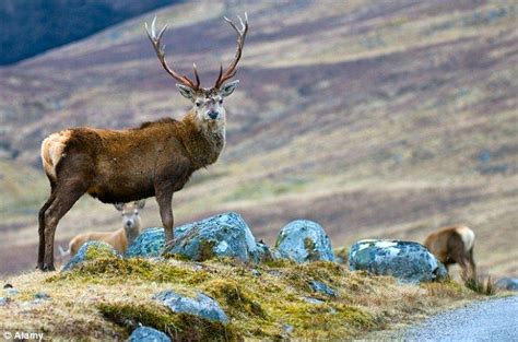 Red Stag Scottish Animals Highlander Scotland