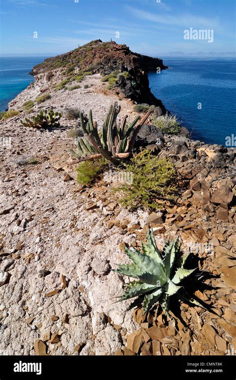 Agave On Ridge Espiritu Santo Island Baja California Mexico Stock