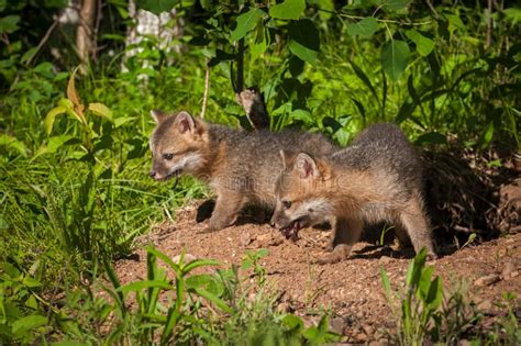 Two Grey Fox Kits Urocyon Cinereoargenteus At Densite Stock Photo