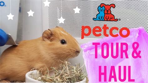 Are guinea pigs expensive pets? Guinea Pig Bedding Petco
