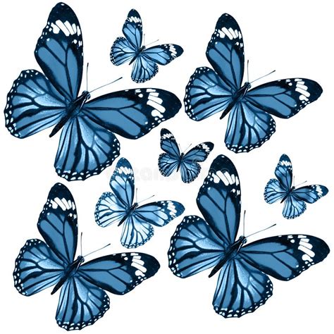 Beautiful Isolated Green Blue Butterflies Stock Illustrations 1173