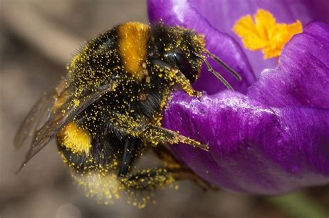 Insectes Pollinisateurs Pourquoi Sont Ils En Danger Et Pourquoi Est
