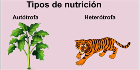 Tipos De Nutrición Imagen Interactiva Uruguay Educa